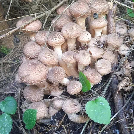 карпатський куточок Apartment Slawske