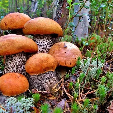 карпатський куточок